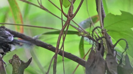 Wall Mural - japanese tit in a forest