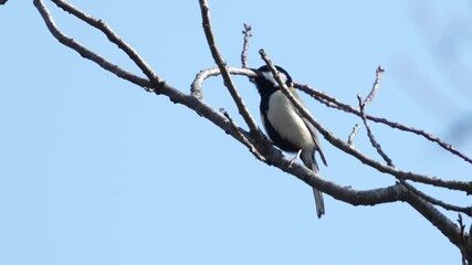 Wall Mural - japanese tit in a forest