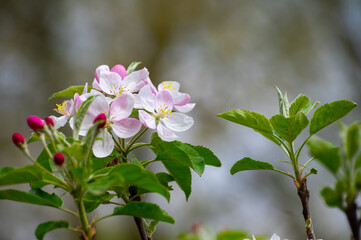 Wall Mural - Spring pink blossom of apple trees in orchard, fruit region Haspengouw in Belgium, close up