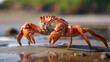 © Line - realistic high-resolution photo of crab, with detailed background