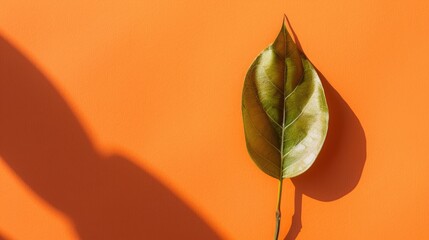 Canvas Print - Leaf on orange background enhances skincare packaging