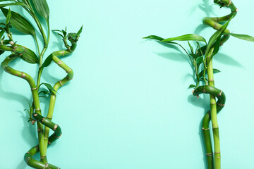 Wall Mural - Green bamboo stems on turquoise background