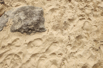 Wall Mural - Sand beach sea river water stone rock cement sidewalk street road path nature vegetation undergrowth texture footprints repetition frequency pattern landscape foliage palm tree forest leaf sky