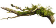 © CozyNessAI - Green moss-covered single broken tree branch isolated in a transparent background. Cut out or PNG.