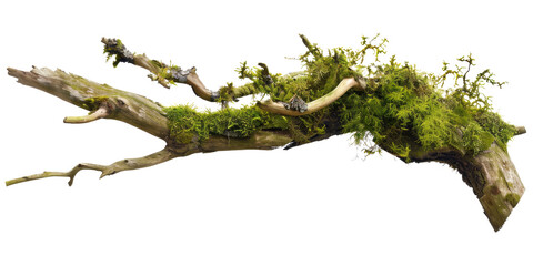 Green moss-covered single broken tree branch isolated in a transparent background. Cut out or PNG.