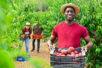 Wall Mural - African-american man holding box full of peaches. His man and woman working in background.