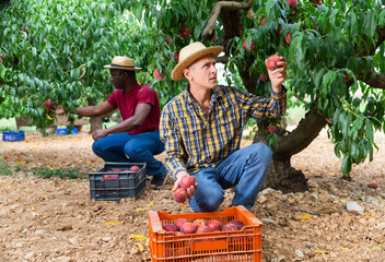 Wall Mural - European and African-american men gathering peaches in plantation and putting them into plastic crates.