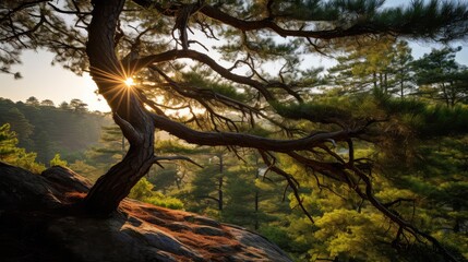 Wall Mural - natural juniper sprig