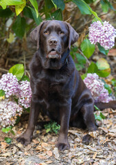 3.5-Years-Old Chocolate Labrador Retriever Male. Backyard in Northern California.