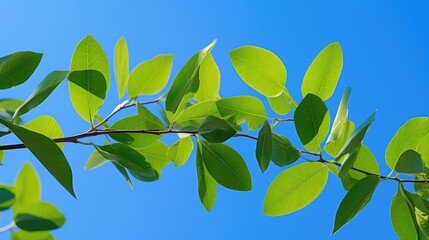 Poster - group cinnamomum camphora leaves