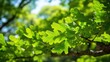 © sevector - close oak tree leaves