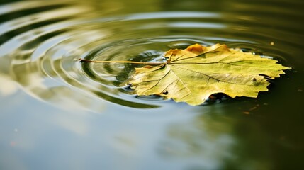 Wall Mural - pond elm leaf