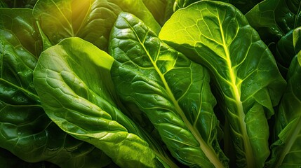 Canvas Print - vegetable green chard