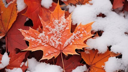 Wall Mural - foliage fall leaves with snow