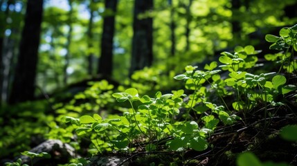 Poster - flowers green mountain forest