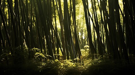 Wall Mural - forest bamboo silhouette