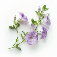 Wall Mural - A Sprig of Petunia Flower on White Background