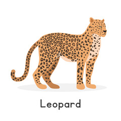 Leopard vector illustration, cartoon clipart character, animal in flat style. Wild animals, wild creatures, wildlife concept. Leopard vector design isolated on white background