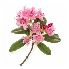 Wall Mural - A Sprig of Rhododendron Flower on White Background