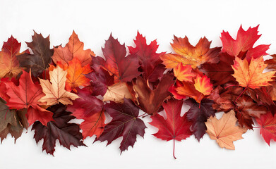 Wall Mural - A collection of vibrant autumn leaves in various colors arranged on a white background.