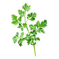 Fresh parsley herb isolated on white background