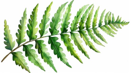 Poster - Lush green fern branches beautifully handcrafted in watercolor, showcasing delicate leaves on a  white backdrop.