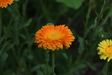 Sticker - Beautiful orange calendula officinalis on stem