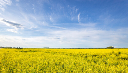 Wall Mural - a field of yellow flowers with a blue sky in the background