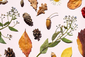 Autumn foliage and dried natural elements on light background.