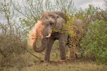 Wall Mural - An African elephant uses its trunk to throw red sand in its face as it walks out of the green vegetation in its bushveld habitat in the Kruger National Park in South Africa.