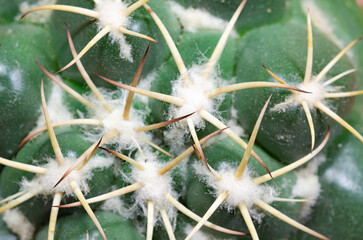 Beautiful cactus flower  close up cactus flower blooming