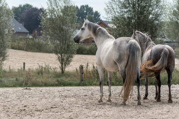 Wall Mural - horses horse living in paddock paradise two grey mare