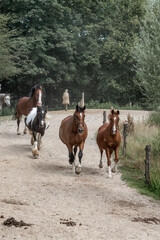 Wall Mural - herd of horses in paddock paradise