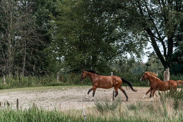 Wall Mural - horses gallop run through paddock paradise