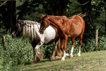 Wall Mural - herd of horses paddock paradise happy