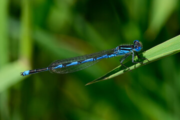 Poster - Pokaljungfer, Saphirauge // Goblet-marked damselfly (Erythromma lindenii) - Yliki-See, Griechenland