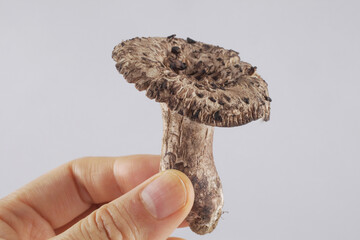 Wall Mural - Close-up of a left hand holdings a mushroom of Sarcodon aspratus, South Korea
