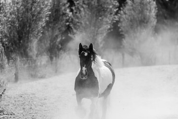 Wall Mural - horse gypsy vanner irish cob running in paddock paradise