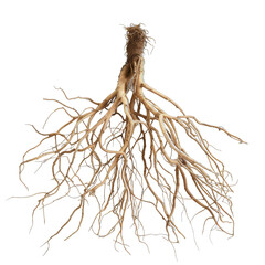 explore the intricate network of 215 isolated roots. nature and growth concept