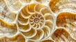 © IgitPro - Abstract depiction of a nautilus shell, focusing on its detailed geometric design. The shell's natural spiral is a stunning focal point.