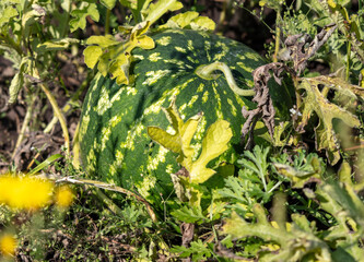 Poster - Watermelon grows on the ground in the garden