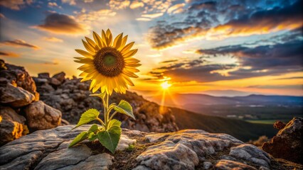 Wall Mural - Vibrant yellow sunflower blooms solo on rugged rocky outcropping, basking in warm golden light of serene evening landscape backdrop.