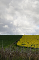 Canvas Print - field of rapeseed