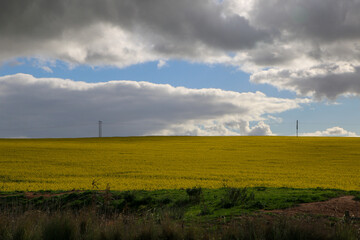 Canvas Print - wind farm in the field