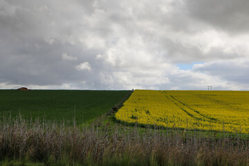 Canvas Print - field of rapeseed