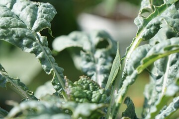 Wall Mural - Grasshopper on green dino kale, insect pests, fresh morning light. Fresh homegrown, organic vegetables, raw food. Plant plot in urban farming. Nature and wildlife background.