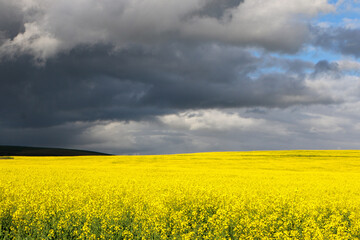 Canvas Print - rapeseed field and sky