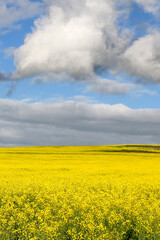 Canvas Print - rapeseed field and sky