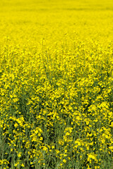 Canvas Print - field of yellow flowers