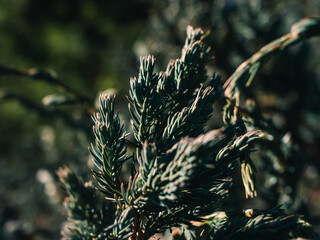 Wall Mural - Close up of tree foliage